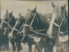 France, draft horses, team, contest, numbered vintage silver print,