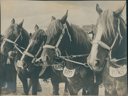 France chevaux trait - chevaux,