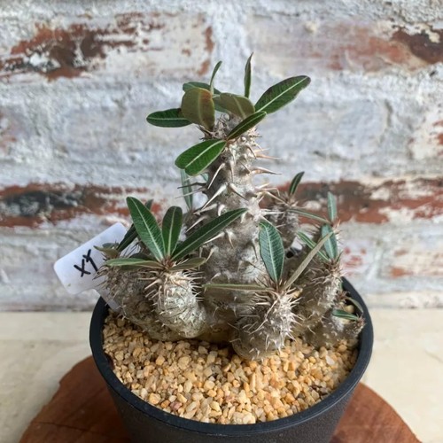 15cm succulent cactus plant - 10-15cm,