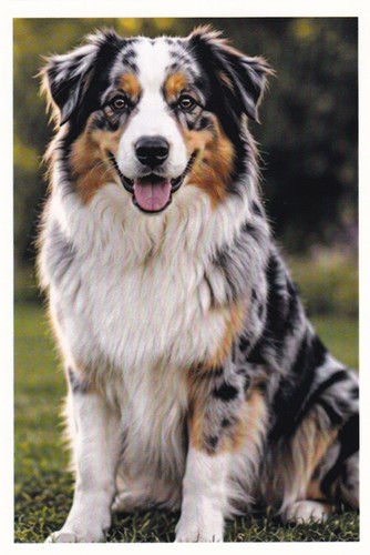 Carte postale chien berger - postale,