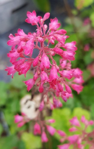 Heuchera hybrida little - heuchera,