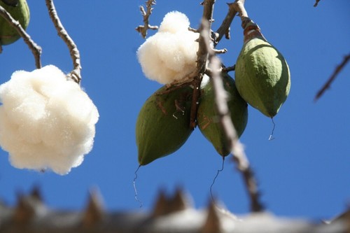Kapok tree cotton - cotton,