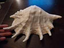 GRAND COQUILLAGE LAMBRIS