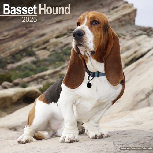 Calendrier 2025 basset - calendrier,