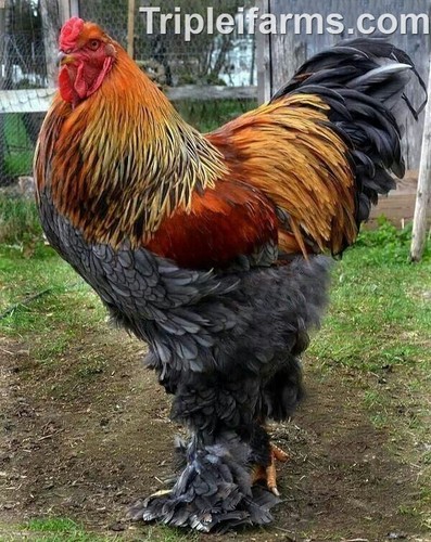 Gentle giant fowl - 12+, fowl~blue