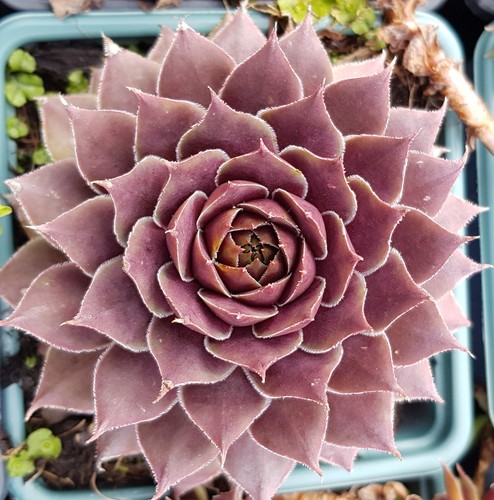 Sempervivum bigsam purple - sempervivum,