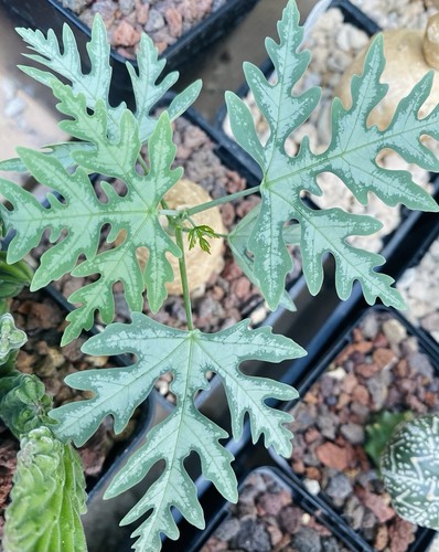 Adenia metamorpha caudex - adenia,