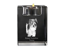 Biewer Terrier, Yorkshire