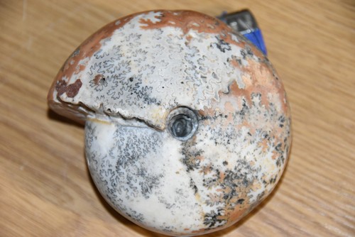 Grande ammonite didymites - grande,