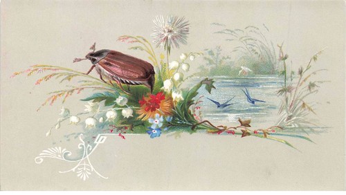 Chromo mk40887 oiseaux - chromo,