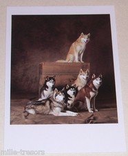  Carte Postale Photo Yann ARTHUS BERTRAND : Chiens Husky sibérien