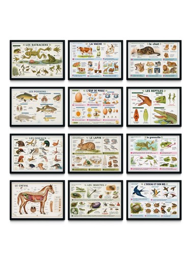 Lot affiches scolaires - d'affiches, en
