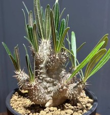 Pachypodium ssp. gracilius