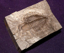 Trilobit De Chine 120,7g