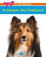 Le berger des Shetland de