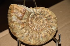 EXTRA RARE ammonite