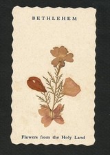 PIOUS IMAGE relic REAL DRIED FLOWERS OF Holy Land BETHLEHEM