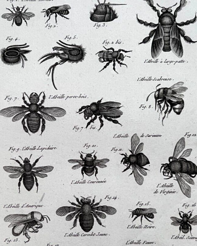 1797 benard direxit - -, abeilles