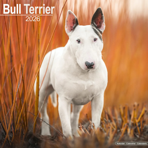Calendrier 2026 bull - calendrier,