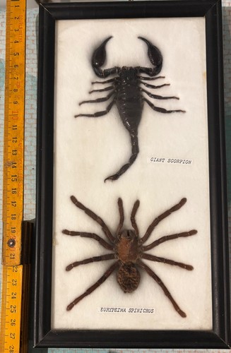 Scorpion mygale - scorpion, et