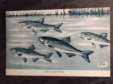 ILLUSTRATED CP SIGNED RAOUL GUINOT L'ABLETTE - FISH - 51482