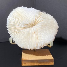 126g Natural white Coral Reef Aquarium Decor Coral home decoration + Stand