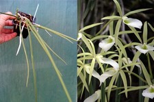 Brassavola tuberculata