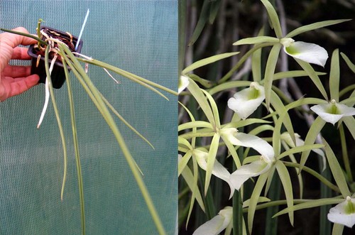 Brassavola tuberculata