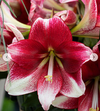 Amaryllis (Hippeastrum) -