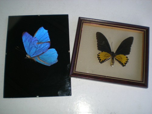 Cadeau vrais papillons - cadeau,