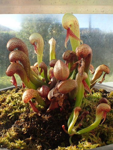 Darlingtonia californica - ,