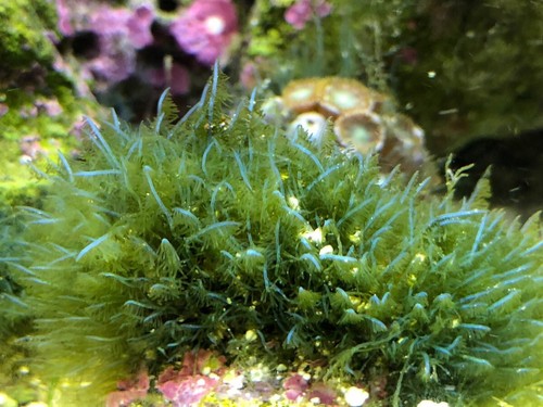 Aquarium saltwater marine - ,