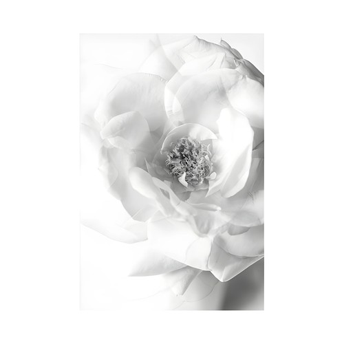 Affiche minimaliste florale - affiche,