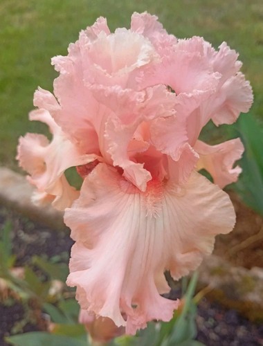 Rhizome iris broken - d'iris, :