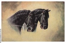 CAR-AFCP3-0174-CHEVAL - Deux