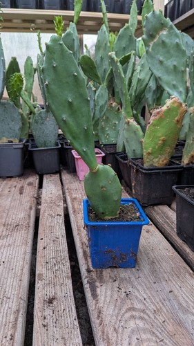 Plants figuier barbarie - plants,