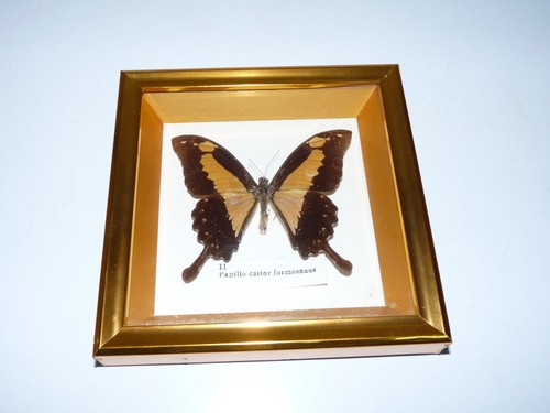 Cadre papillon papilio castor - cadre,