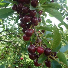 Prunus cerasus 'Oblaczynska' -