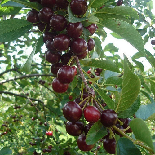 Prunus cerasus oblaczynska - prunus, 'oblaczynska'