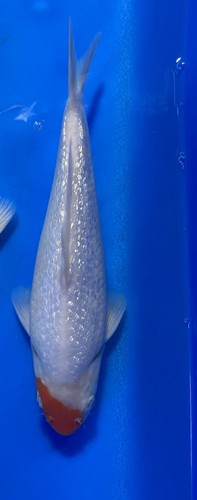 Ginrin tancho koi inches - ginrin,
