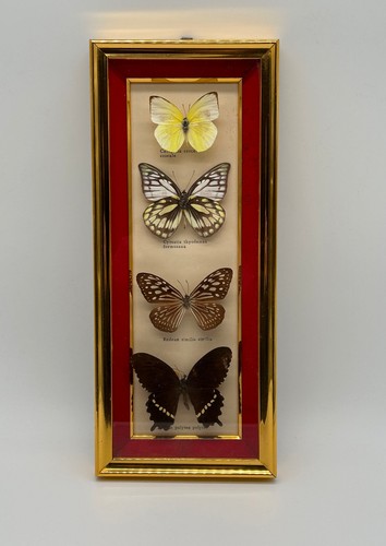 Papillon cadre papillons - cadre,