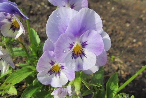 Violette cornue lilas - ♫♫,