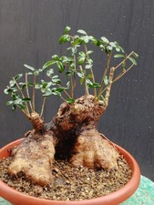 Bonsaï olivier 28 x 26 cm en