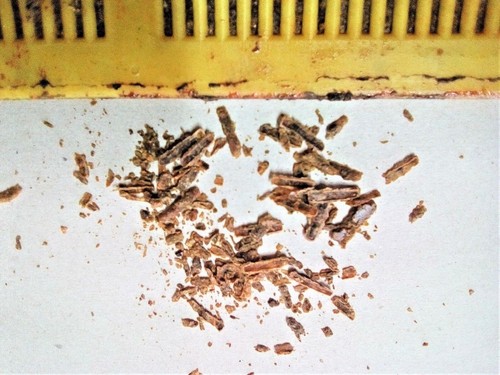 Collecteur propolis outils - collecteur,