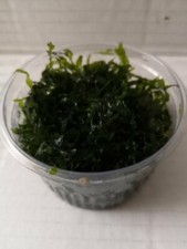 PELIA - MONOSELENIUM TENERUM 150ML - Environ 20g  - PLANTE AQUATIQUE - AQUARIUM