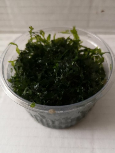 Pelia monoselenium tenerum - -,