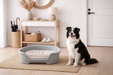 🐾 PANIER NEUF CHIEN CHIOT