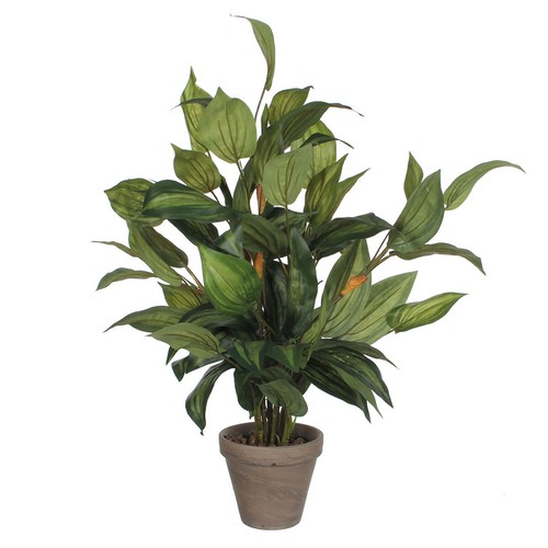 Plante décorative mica - plante,