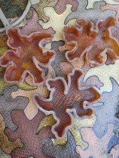 Geckostone Gecko Lizard Interlocking Paver Molds Tessellating Concrete Rare Set