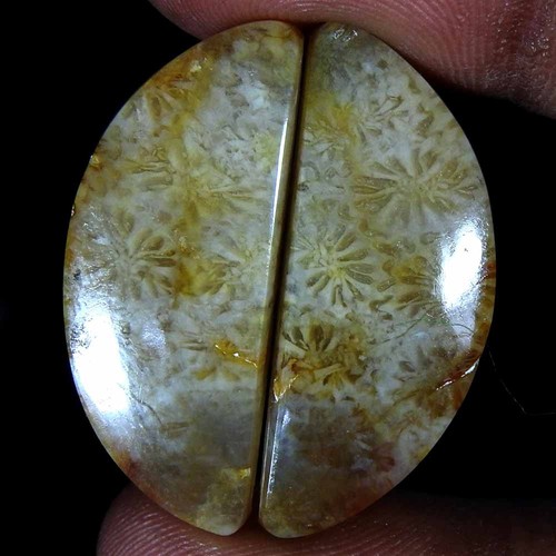 Paire poires corail fossile - paire,